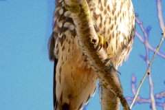 Sharp-shinned Hawk