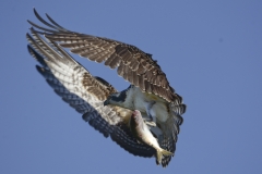 Osprey