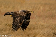 Bald Eagle, Juvenile