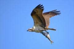 Osprey