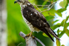 Broad-winged Hawk