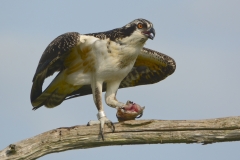 Osprey