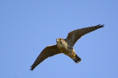 Merlin