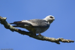 Mississippi Kite