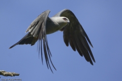 Mississippi Kite