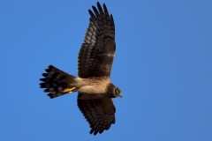 Northern Harrier