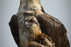 Osprey and Chick