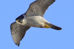 Peregrine Falcon