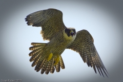 Peregrine Falcon