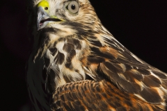 Red-shouldered Hawk