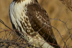 Red-tailed Hawk