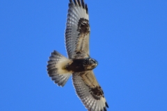 Rough-legged Hawk