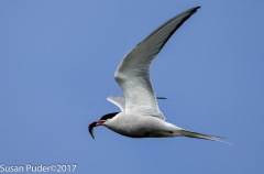 Terns and Alcids