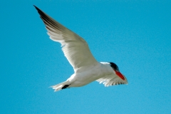 Caspian Tern