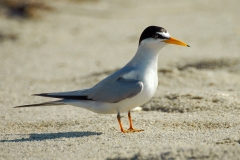 Least Tern