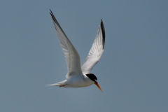 Common Tern