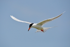 Foster's Tern