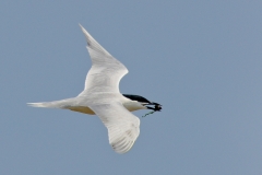 Gull-billed Tern