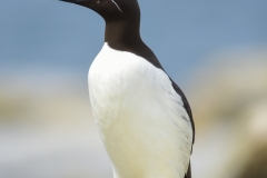 Common Murre-Bridled