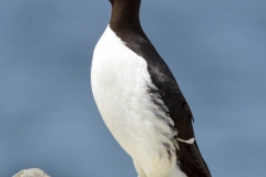 Common Murre