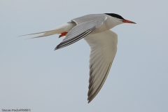 Common Tern