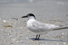 Sandwich Tern