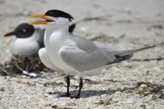 Royal Tern