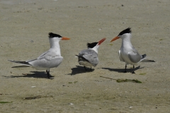 Royal Tern Family