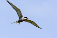 Arctic Tern