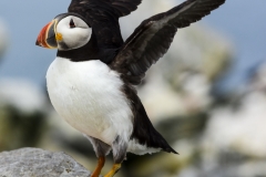 Atlantic Puffin