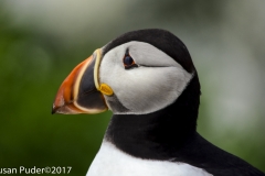 Atlandtic Puffin