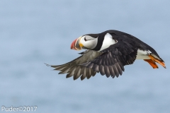 Atlantic Puffin