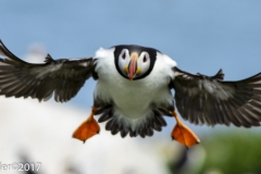 Atlantic Puffin