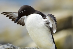Common Murre-Bridled