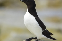 Razorbill