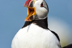 Atlantic Puffin