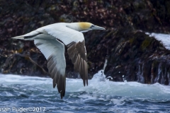 Northern Gannet