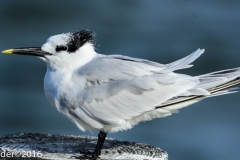 Sandwich Tern