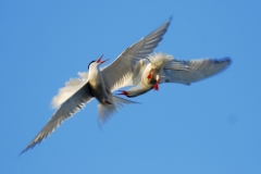 Tumbling Common Terns