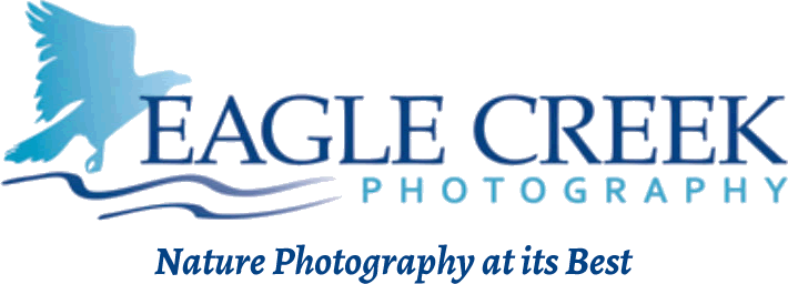 Eagle Creek Photography